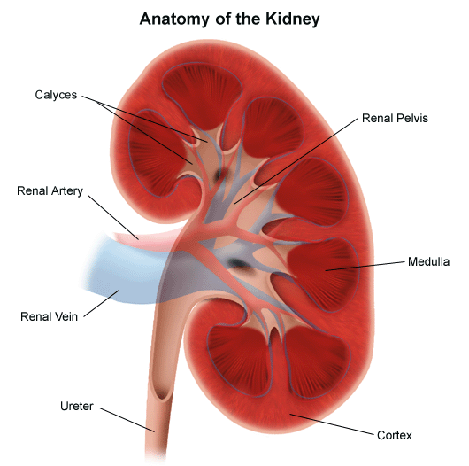 Anatomy diagram of a kidney in cross-section with labels for cortex, medulla, calyces, renal pelvis, artery, vein, and ureter.